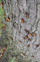 Closeup of multiple Brood X cicadas climbing up a tree