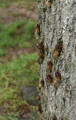 Closeup of multiple Brood X cicadas climbing up a tree