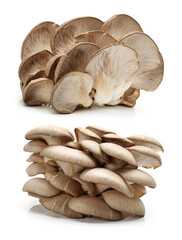 oyster mushroom on white background
