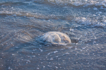 Sky and water. Jellyfish on the beach in the morning. Rhopilema nomadica jellyfish at the Mediterranean sea on the shore. Jellyfish washed up on a beach. Large jellyfish lies on the shore of a beach