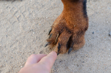 Danger of Dry Foxtails for Your Dog concept. Hand extracts the Dried Yellow Spikelets from the dog's paw. Spikelets penetrated between fingers into pet's paw. Rottweiler is standing on ground.