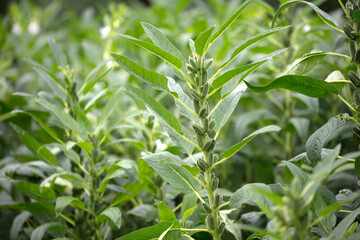 Outdoor sesame field