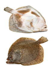 Fototapeta premium Turbot fish on white background