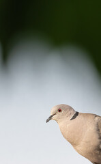 Dove