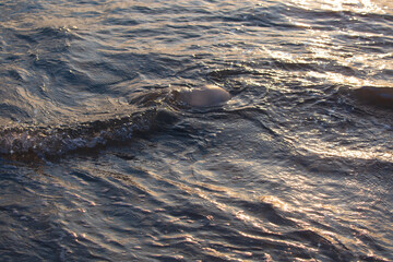 Large jellyfish lies on the shore of a beach. Sky and water. Jellyfish on the beach in the morning. Rhopilema nomadica jellyfish at the Mediterranean sea on the shore. Jellyfish washed up on a beach.