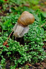 Grape snail on clover sprouts close-up. brown snail on green wet grass.environment and wildlife concept.Snail mucus and snail mucin