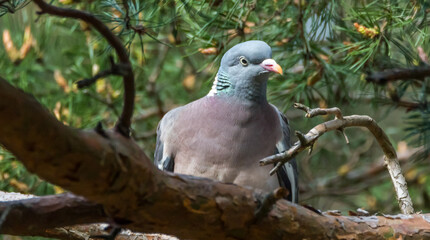 Common Wood Pigeon in a Tree in Latvia