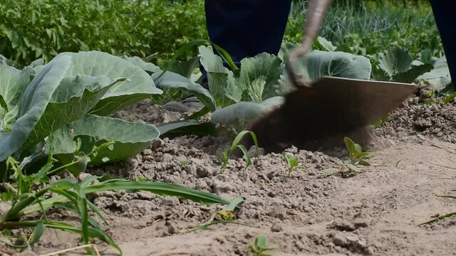 The farmer manually, with the help of a hoe, removes the weeds growing near the shoots of young cabbage.