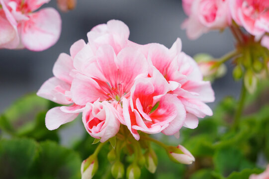 ゼラニウム Images Browse 3 159 Stock Photos Vectors And Video Adobe Stock