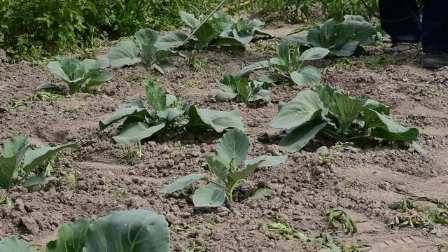 A farmer applies chemical insect repellents to young cabbage by hand.