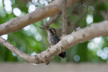 Fototapeta premium Colibrí bebé posando en una rama de un árbol 