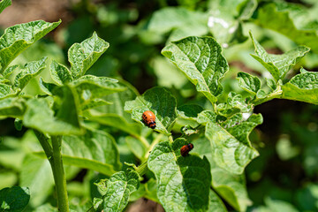 larvae of Colorado beetles on potato leaves. 