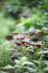 Red leaf amaranth in the plant