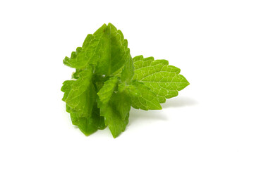 Lemon balm branch isolated on white background. Plant for adding to drinks.