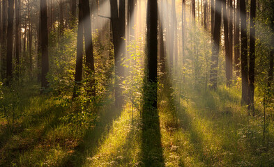 Obraz premium Nice sunny morning. The rays of the sun play in the branches of the trees. Nice walk in nature.