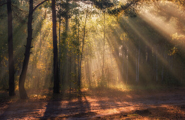 Nice sunny morning. The rays of the sun play in the branches of the trees. Nice walk in nature.