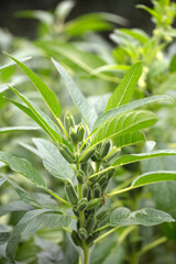 Immature sesame fruit on the sesame crop