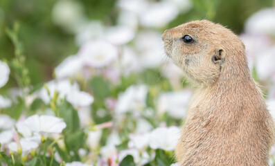 Prairie Dogs