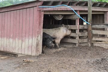 Two pigs in a barn, on a farm, in the rain