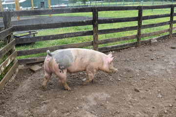 Multicolored pig near a trough in a pen on a farm