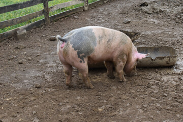 Multicolored pig near a trough in a pen on a farm