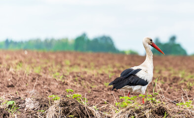 Stork Hunting in a Farm Field in Latvia