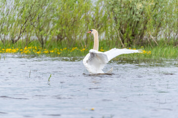 Swan With Wings Spread at Lake in Latvia