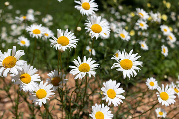 Fototapeta premium A patch of daisies swaying back and forth in the wind on a small farm outside of Toronto, Canada. Long days in the summer, fertilizer and twigs in the background. Soft-focus bokeh, yellow and white.