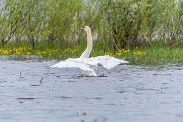 Swan With Wings Spread at Lake in Latvia