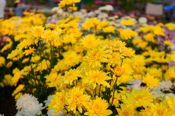 yellow and white chrysanthemum flowers in the park
