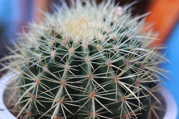 focus close-up the sharp thorns of the cactus.