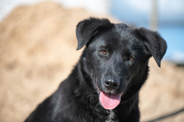 Young beautiful black purebred dog on a summer day at the farm.