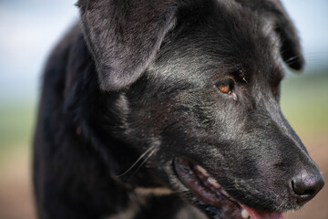 Young beautiful black purebred dog on a summer day at the farm.