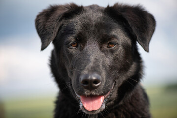 Young beautiful black purebred dog on a summer day at the farm.