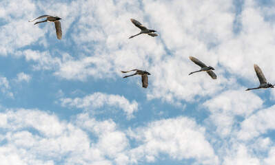 Flock of Swans Flying in a Cloudy and Blue Sky