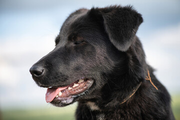 Young beautiful black purebred dog on a summer day at the farm.