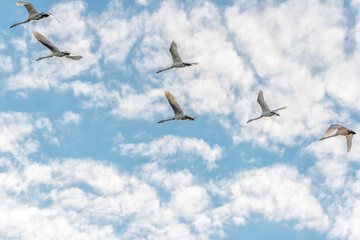 Swans Flying in Formation in a Cloudy Blue Sky