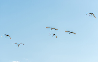 Swans Flying in Formation in a Cloudy Blue Sky