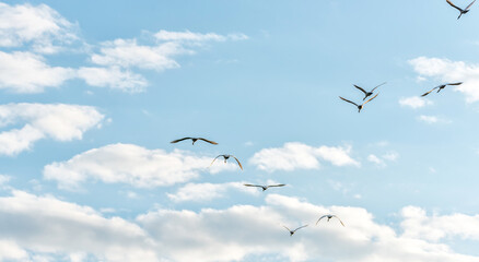 Swans Flying in Formation in a Cloudy Blue Sky