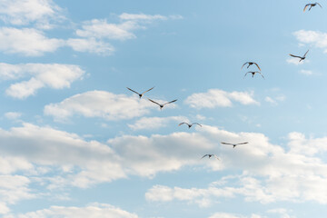 Swans Flying in Formation in a Cloudy Blue Sky