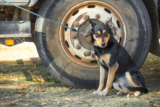 A cattle dog on a lead beside a truck wheel