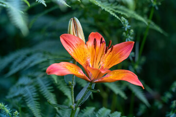 orange lily flower on green background
