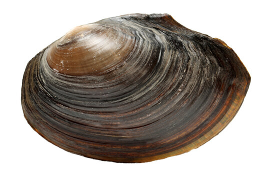 The swan mussel (large species of freshwater mussel) on white background