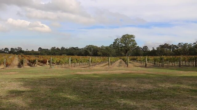 Vineyard Panoramic Handheld Shot - Rows Of Established Vines