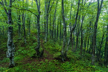 雨に濡れたブナの原生林