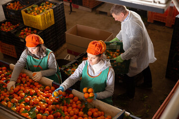 Group of warehouse workers sorting ripe mandarins in fruit warehouse