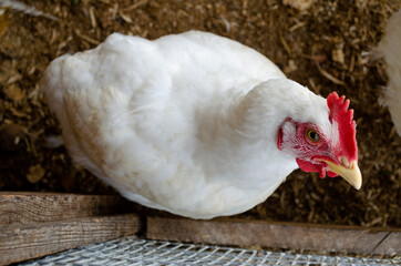 cock close-up. broiler rooster