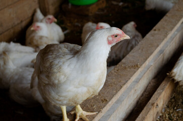 hens in the chicken coop. raising chickens