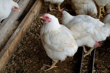 hens in the chicken coop. raising chickens