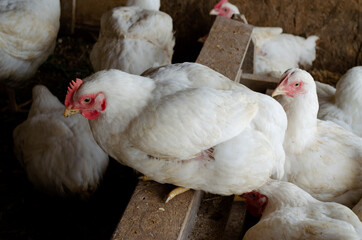 hens in the chicken coop. raising chickens